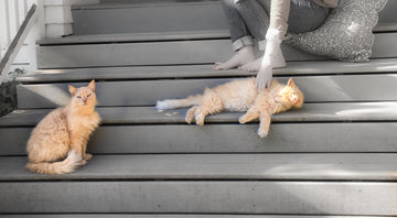 Welcome to The Meadow