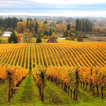 Field Trip to Sokol Blosser Vineyards