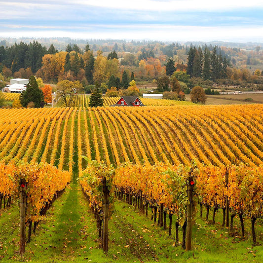 Field Trip to Sokol Blosser Vineyards