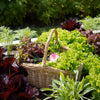 basket filled with greens in a garden