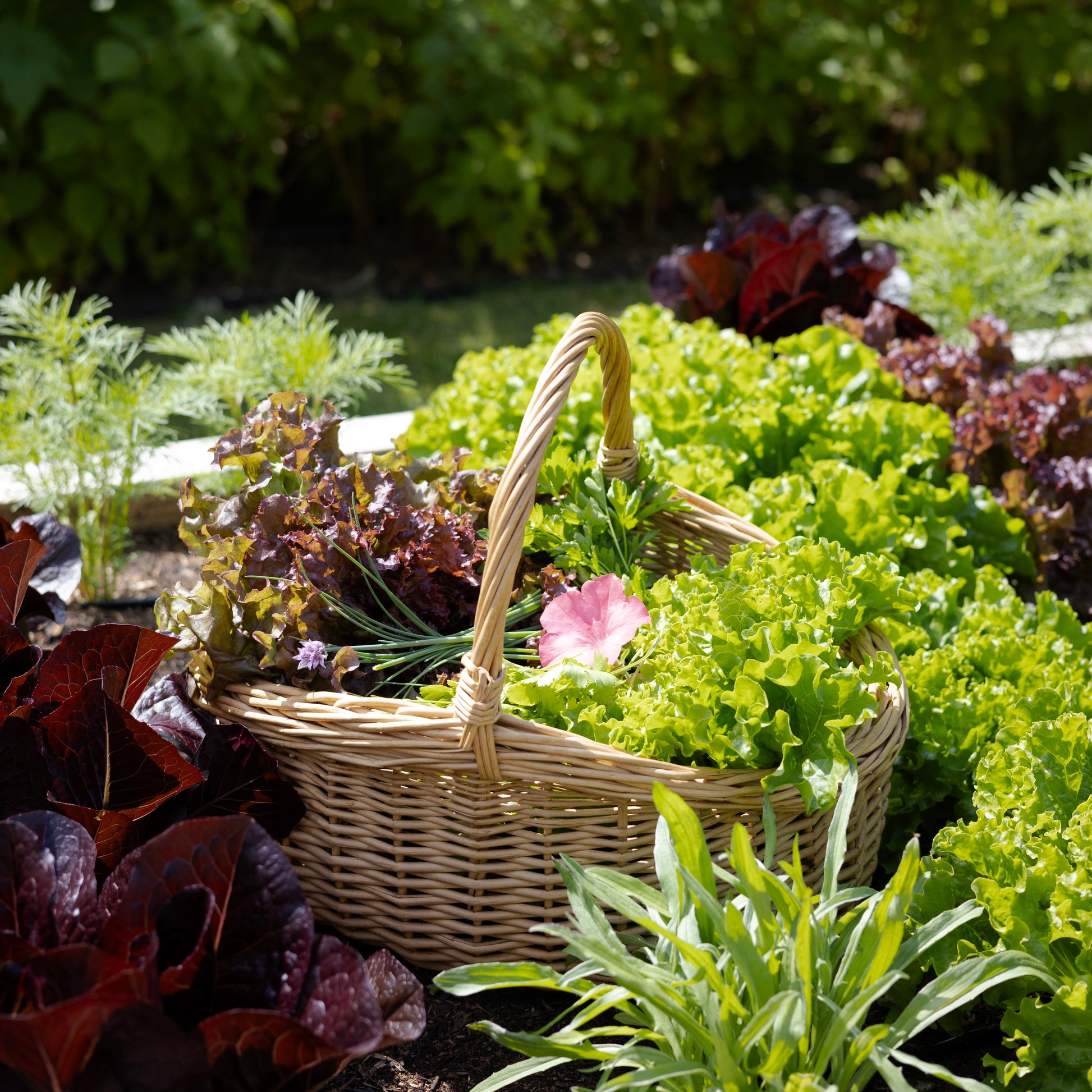 basket filled with greens in a garden