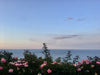 flowers in front of ocean in Sardegna