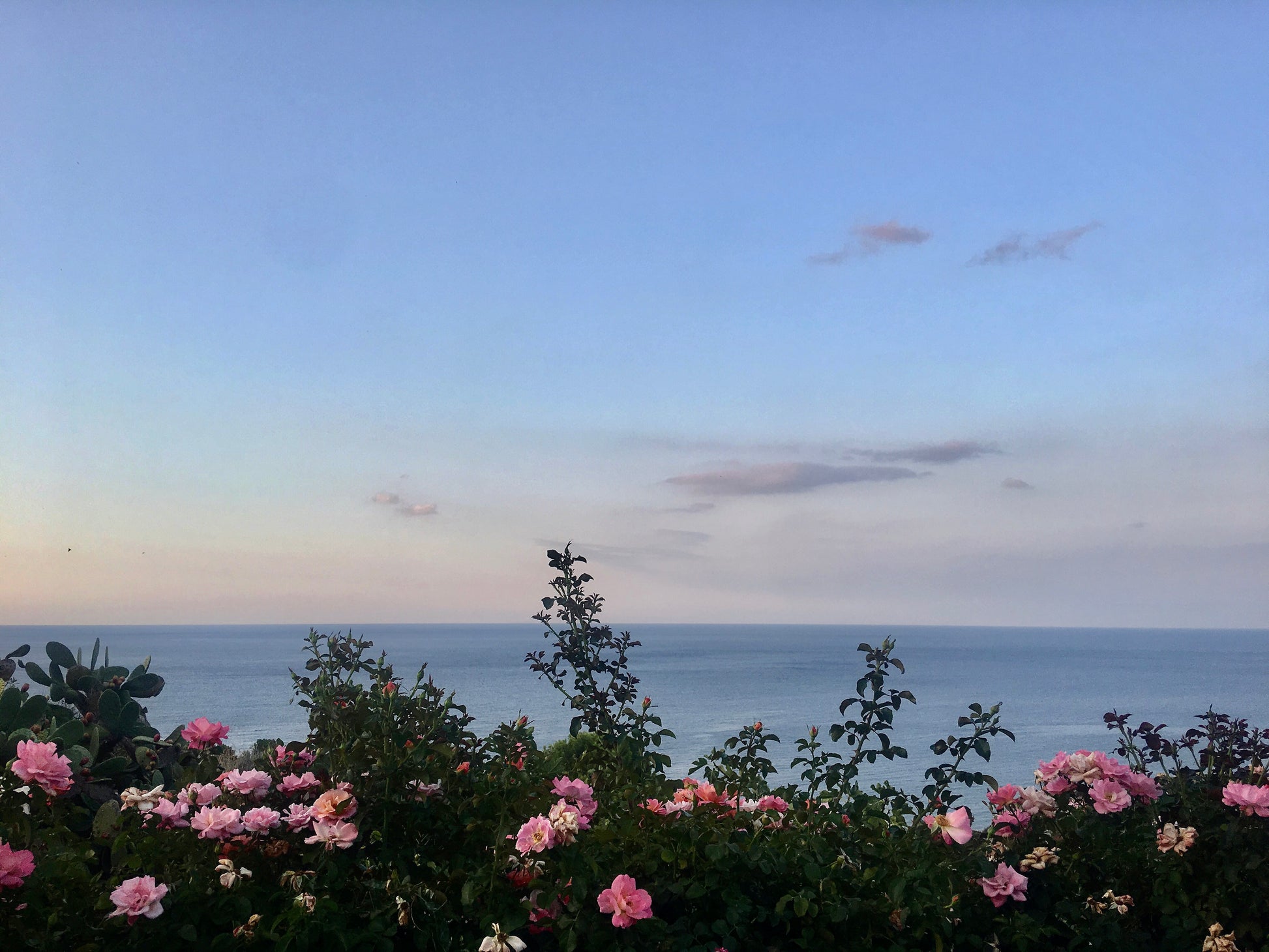 flowers in front of ocean in Sardegna