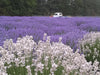 The Meadow Dark Chocolate with Wayward Winds Lavender