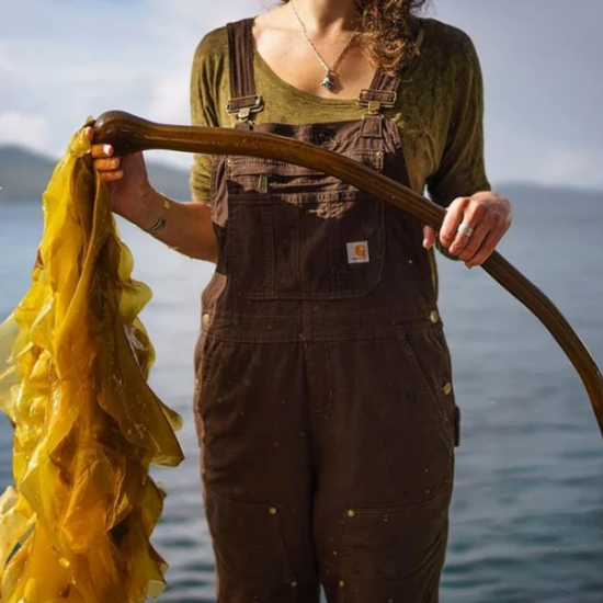 barnacle kelp