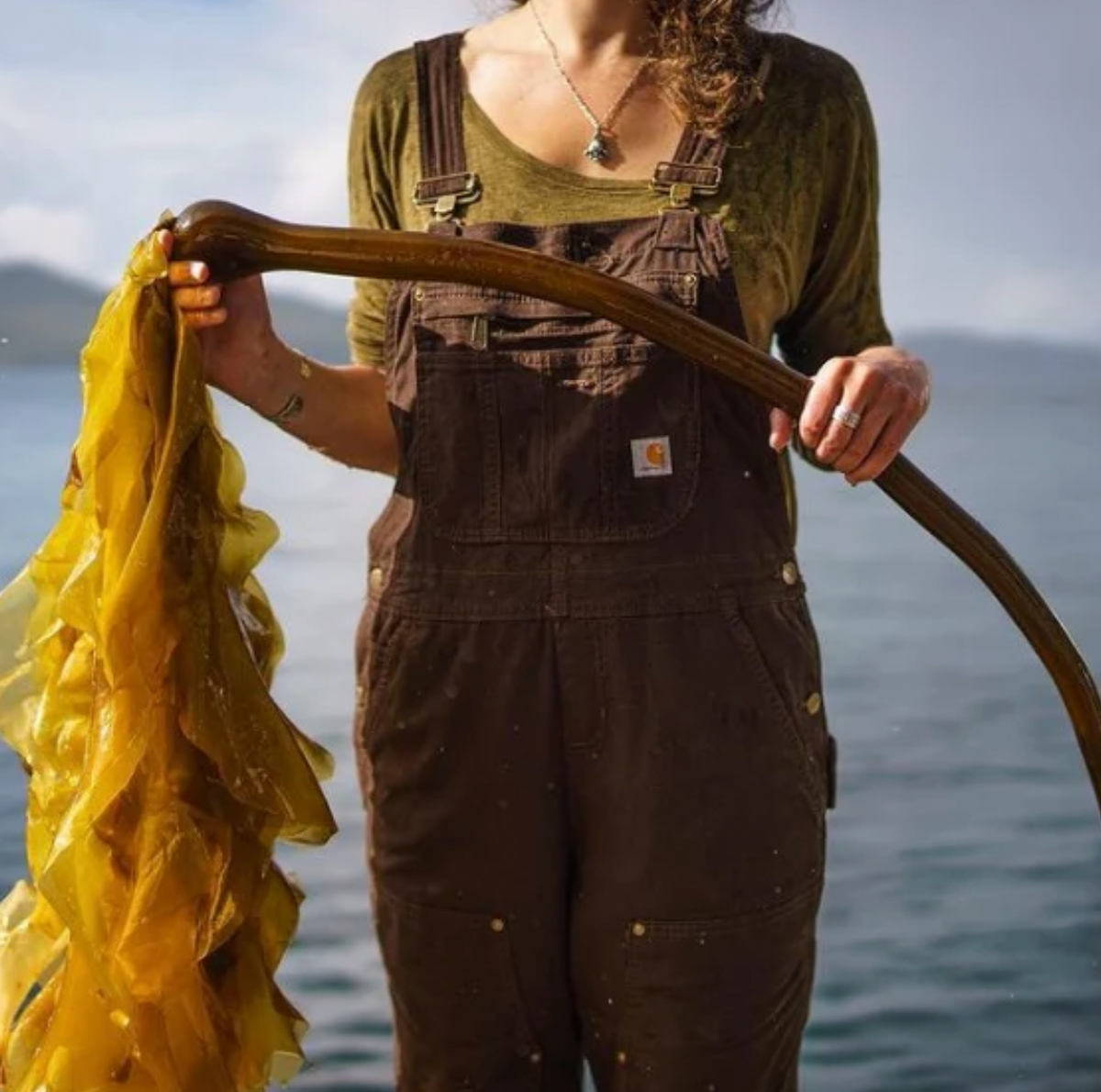 barnacle kelp