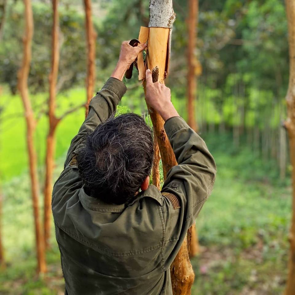 a worker scraping bark off a tree
