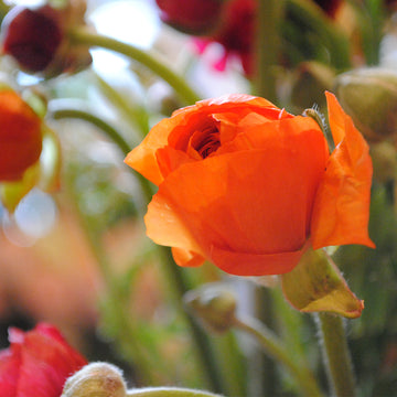 hand-tied-flower-bouquet